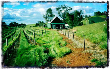 Vineyard view back to the winery