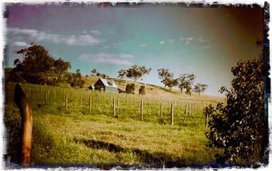 vineyard image